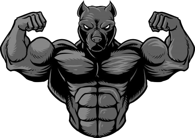 Posing muscular pitbull
